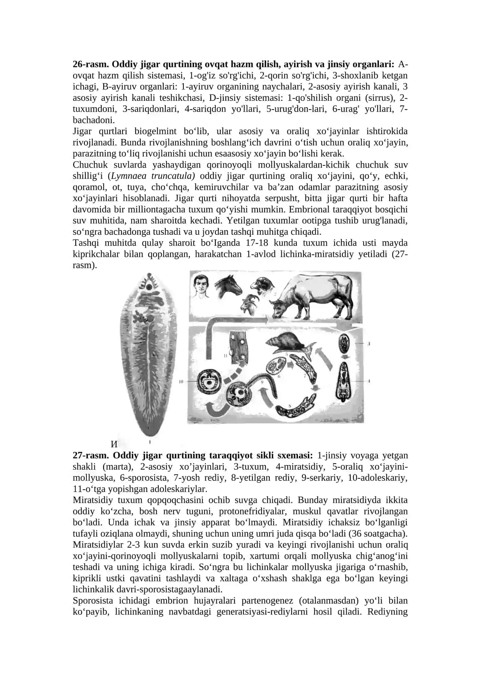 Jigаr qurti (Fasciola hepatica) ning tashqi va ichki tuzilishi 2