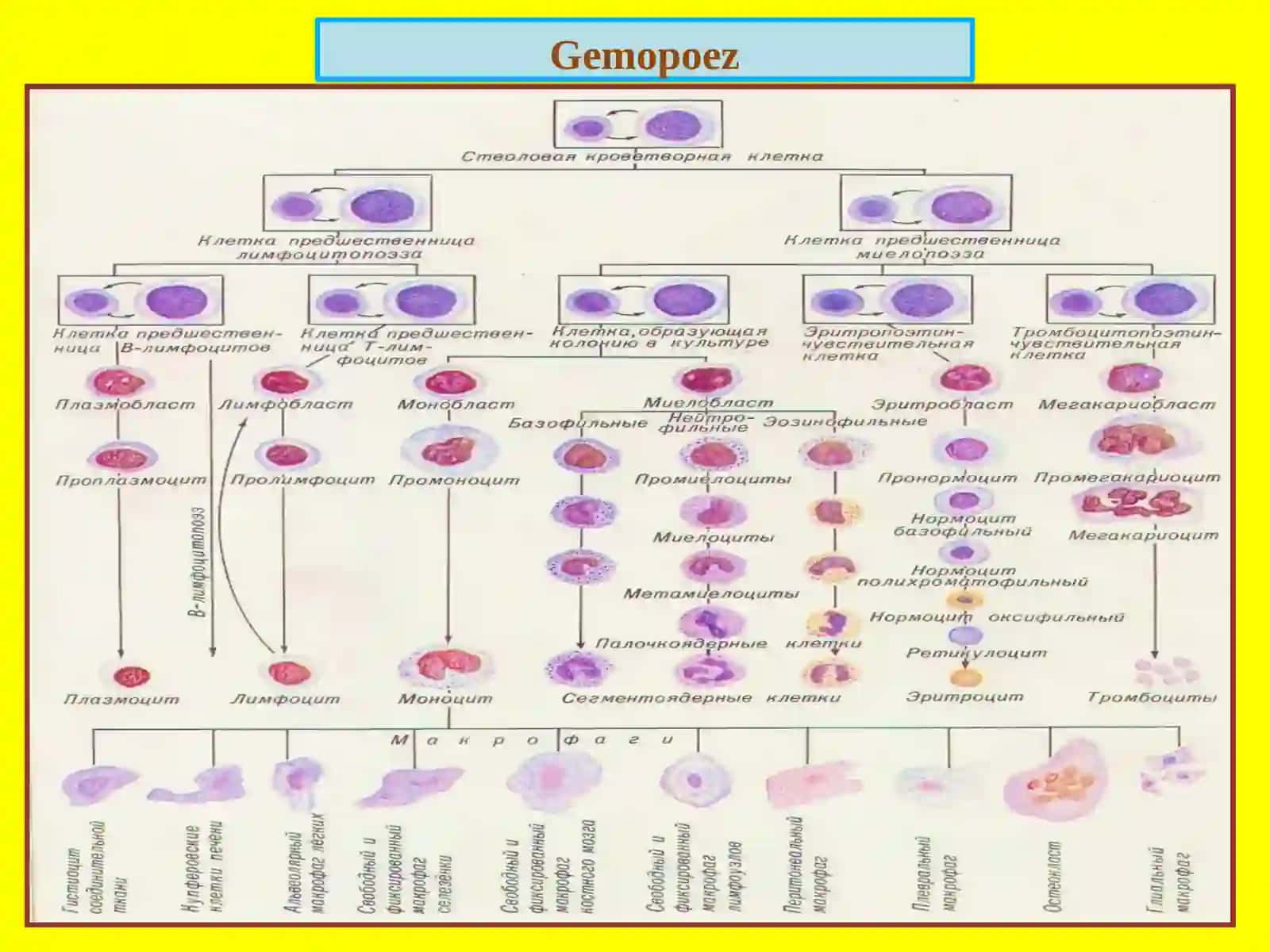 Leykozlar.Limfadenitlar.Splenomegaliya.Timusningrivojlanishbuzilishlari.Timuso’smasi 2