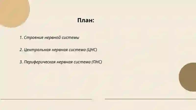 Нервная система 2