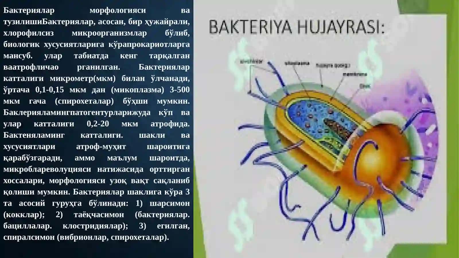 Бактериялар морфологияси ва тузилши 2
