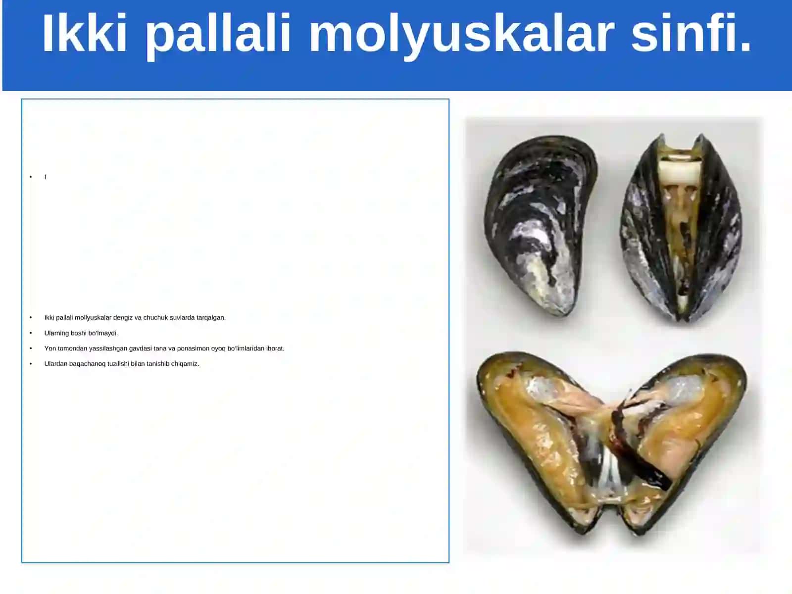 Ikki pallali va boshoyoqli molyuskalar sinflari 2