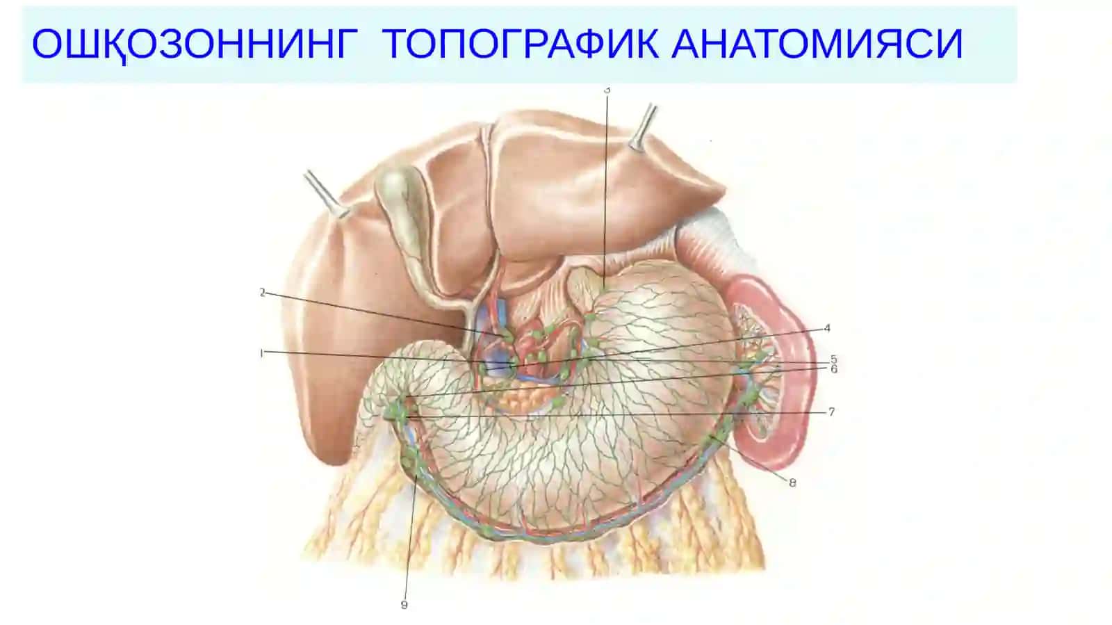 ОШҚОЗОНРАКИ– (С16.1,2,3, 4): ЭТИОПАТОГЕНЕЗ, ДИАГНОСТИКА ВА ДАВОЛАШ УСУЛЛАРИ 2