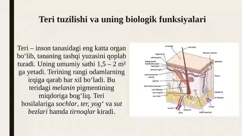 Teri regeneratsiyasi va transplantatsiyasi.Nazariy va klinik ahamiyati 2
