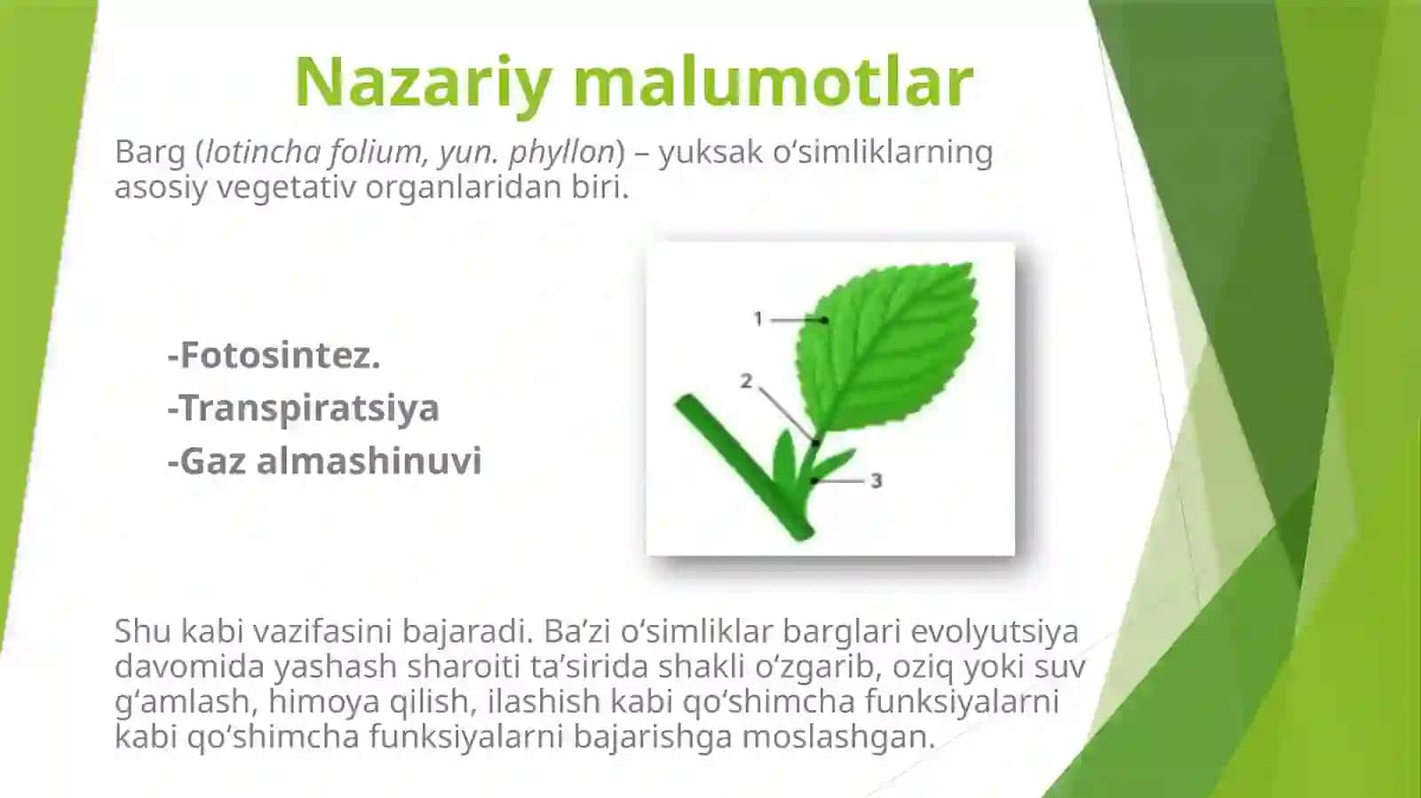 BARG MORFOLOGIYASI FIZOLOGIYASI ANATOMIYASI 2