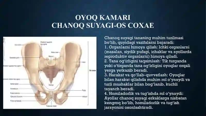anatomiya oyoq suyaklari 2