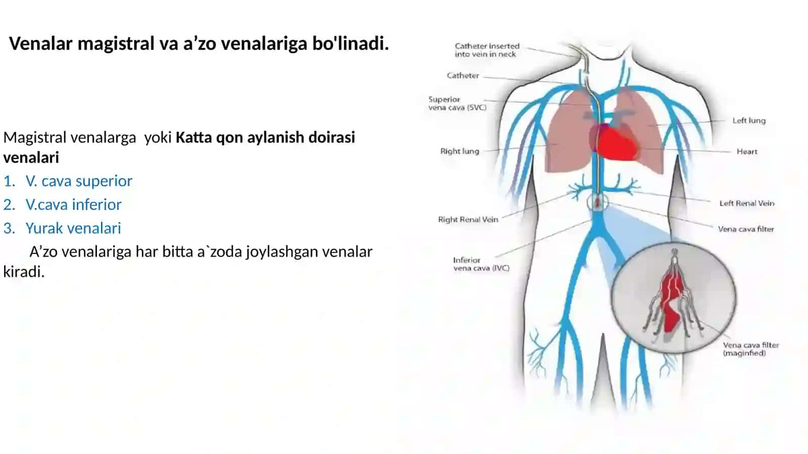 Venalar (venae) 2