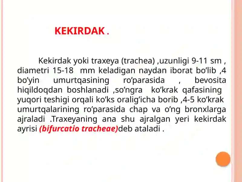 Kekirdak ,bronxlar,o’pka, plevra,ko’ks oralig’i yoshga qarab o’zgarishi 2