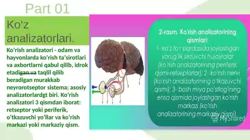 ko'ruv analizatori 2