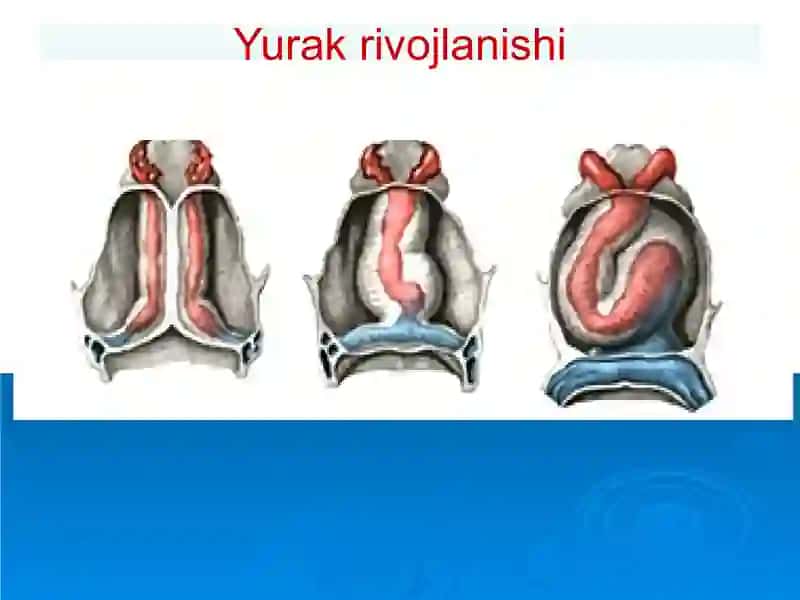 Perikard kasalliklari.Yurak o'smalari. Yurak trasplantologiyasi 2