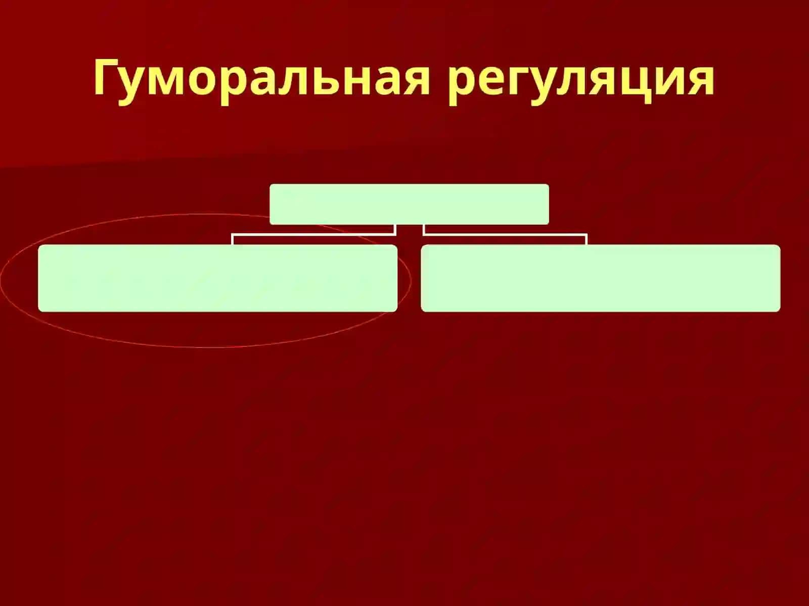 Физиология эндокринной системы 2