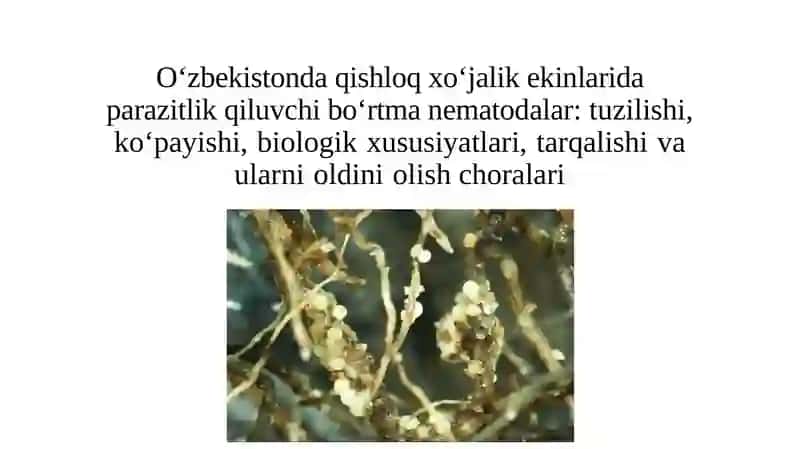 Zoologiya bo'limi kurs ishi 2