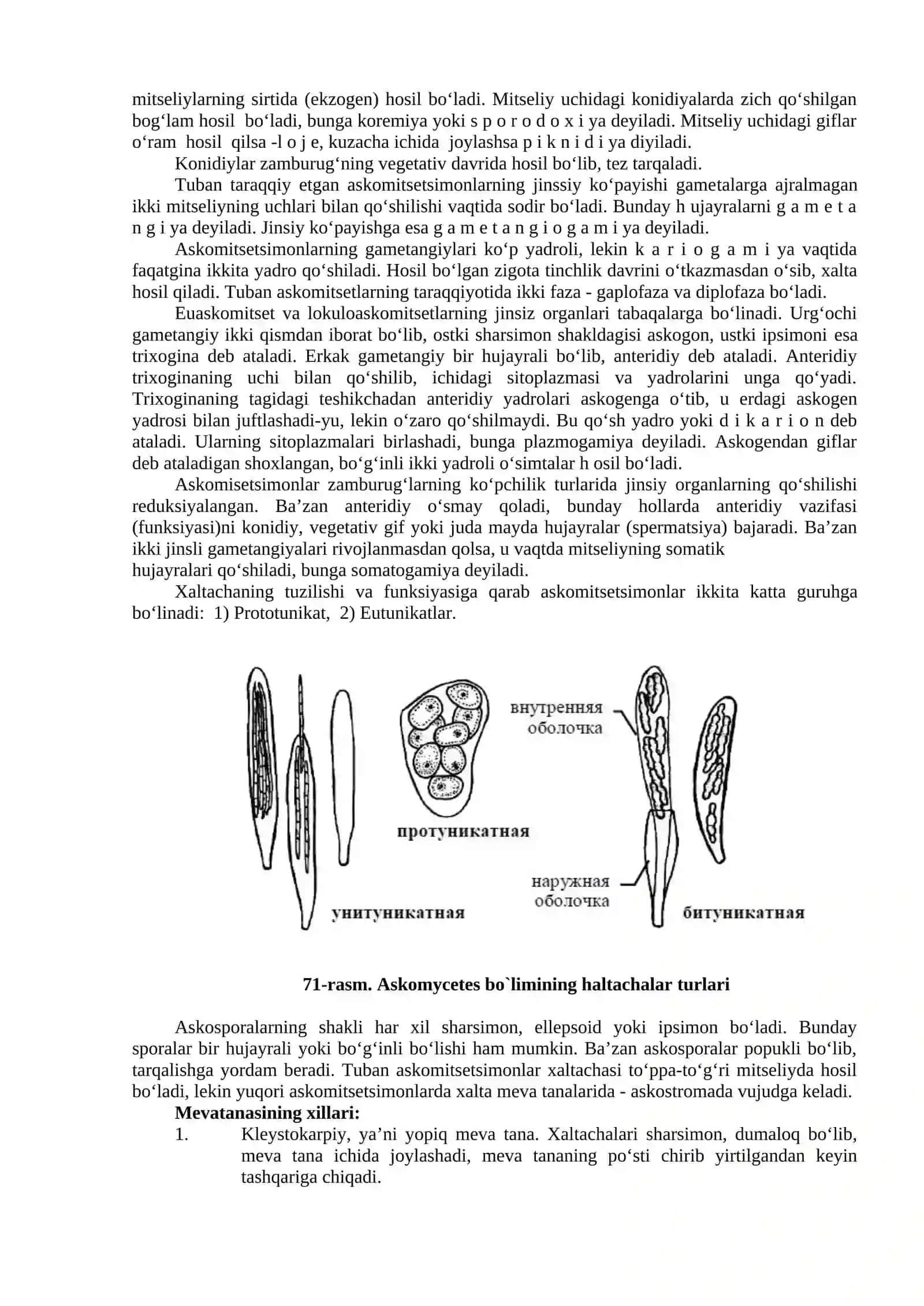 Askomitsetsimonlar Ajdodi - Ascomycetes 2