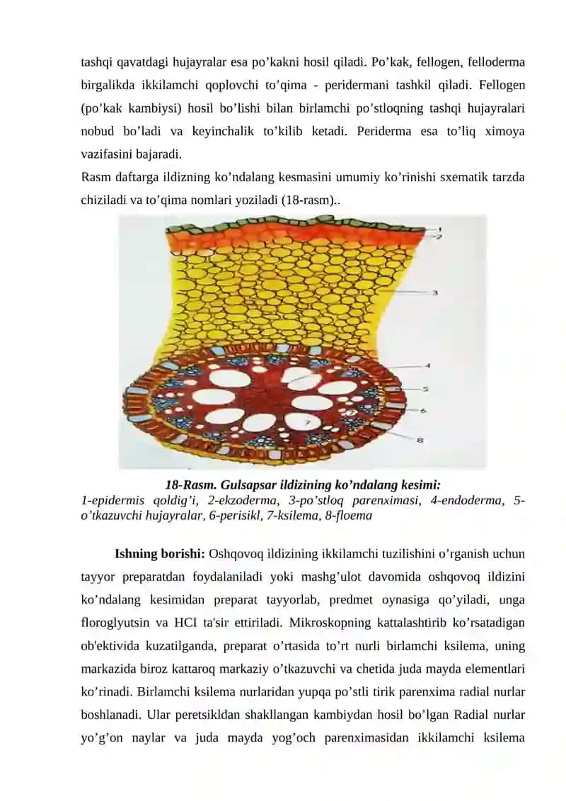 Ildizning ikkilamchi anatomik tuzilishi 2