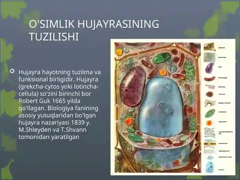 O'SIMLIK HUJAYRASINING TUZILISHI VA FUNKSIYALARI 2