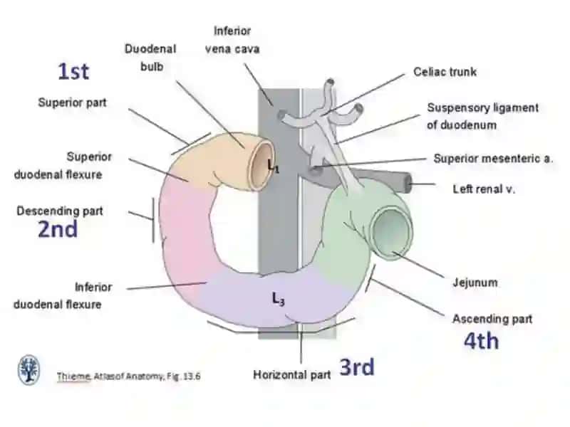 Enter et pancreas 2