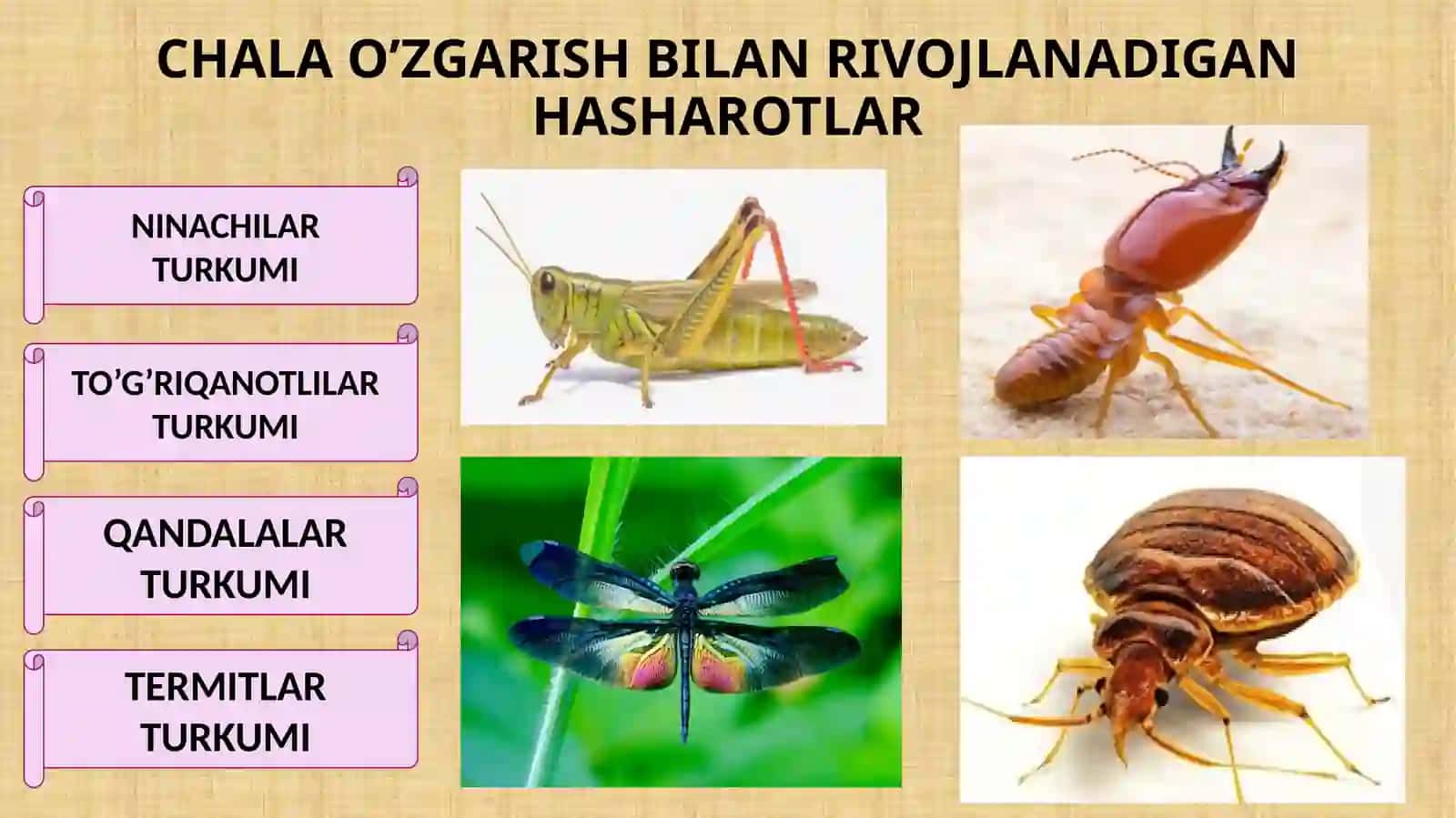 CHALA O’ZGARISH BILAN RIVOJLANADIGAN HASHAROTLAR 2