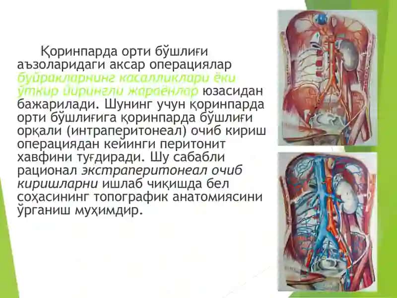 БЕЛ СОҲАСИНИНГ КЛИНИК АНАТОМИЯСИ 2