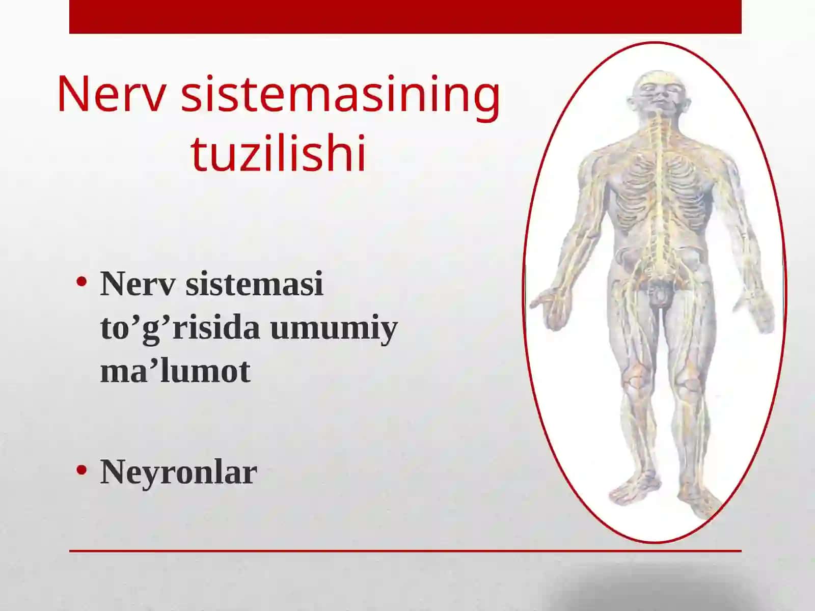 Nerv sistemasining tuzilishi mavzusida 2
