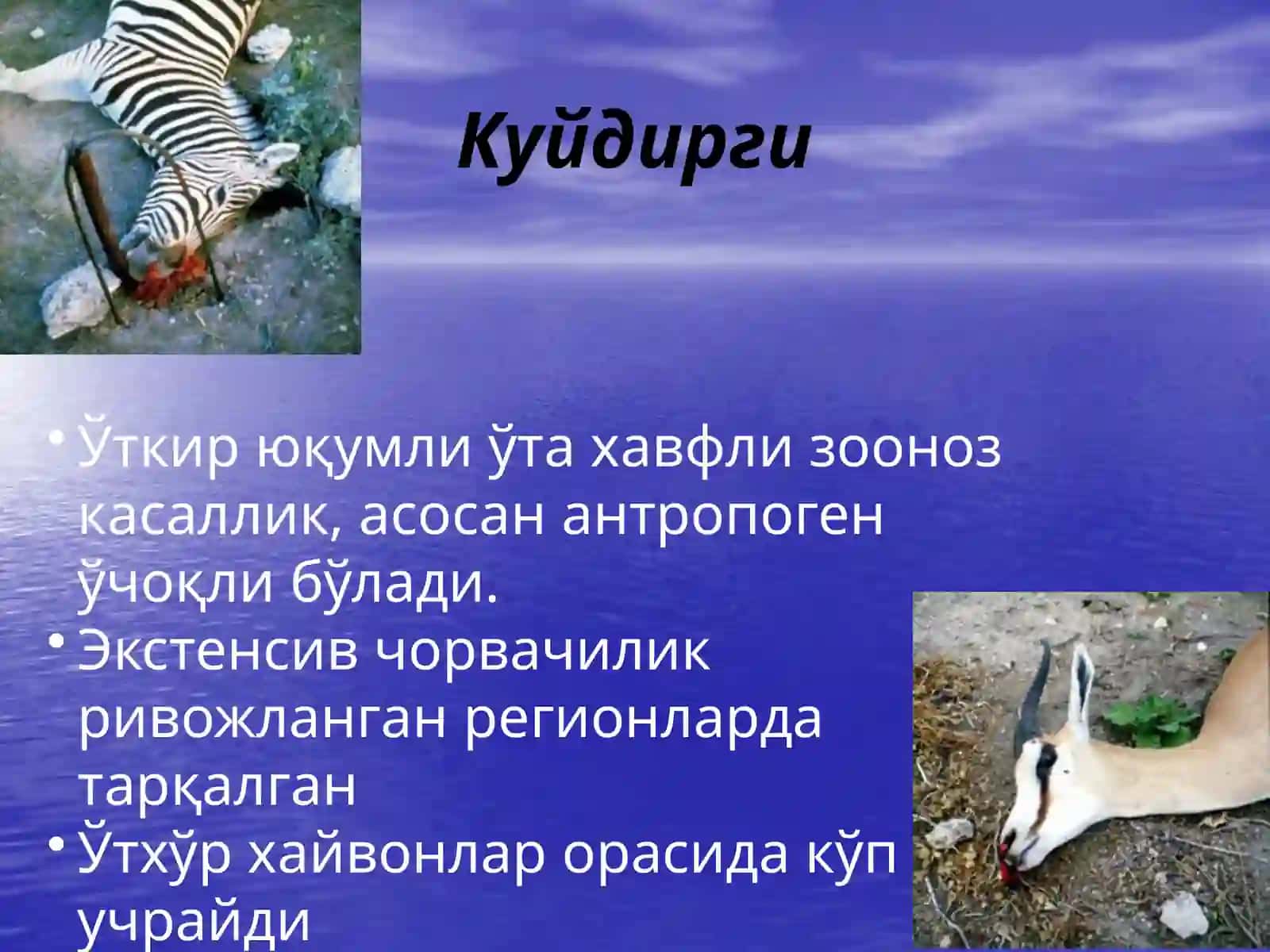 Куйдирги2 2