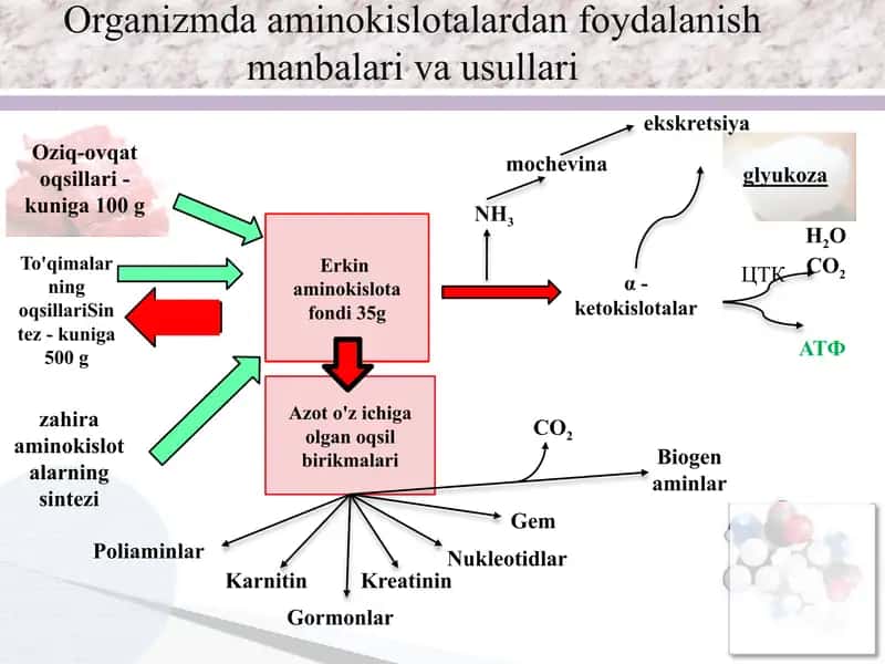 Aminokislotalar almashinuvi 2