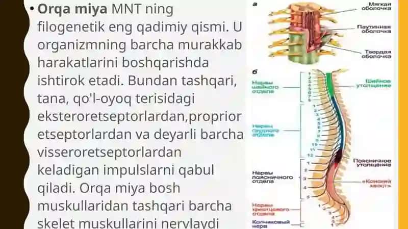 Orqa miyaning reflektor va oʻtkazuvchi yoʻl faoliyati, tekshirish usullari 2