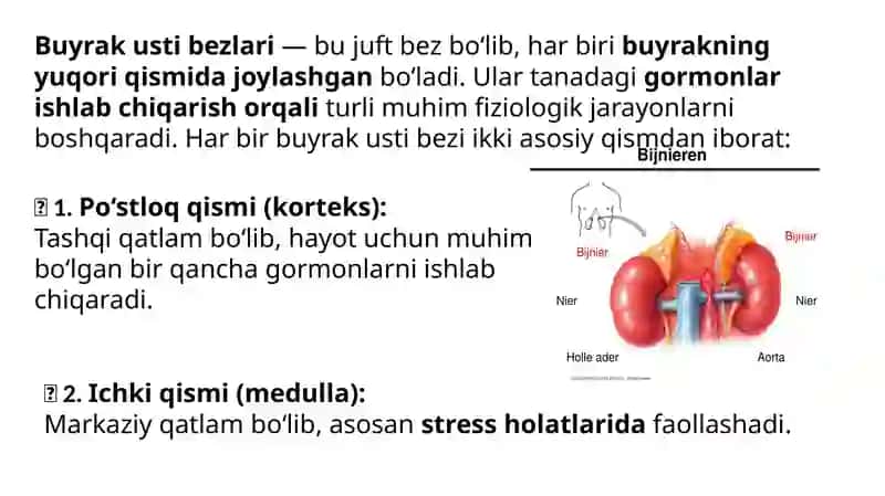 Me’da osti va buyrakusti bezlari fiziologiyasi. Insulin va glyukogon effektlari 2