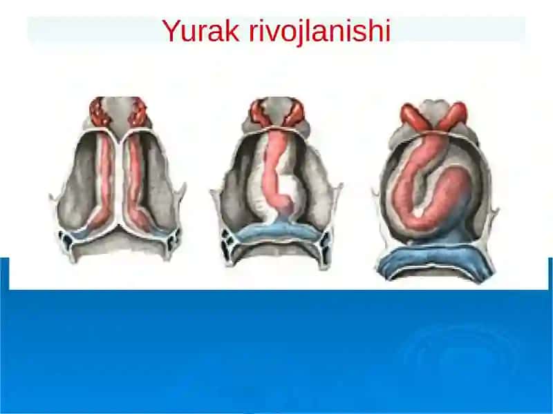 Perikard kasalliklari.Yurak o'smalari. Yurak trasplantologiyasi 2