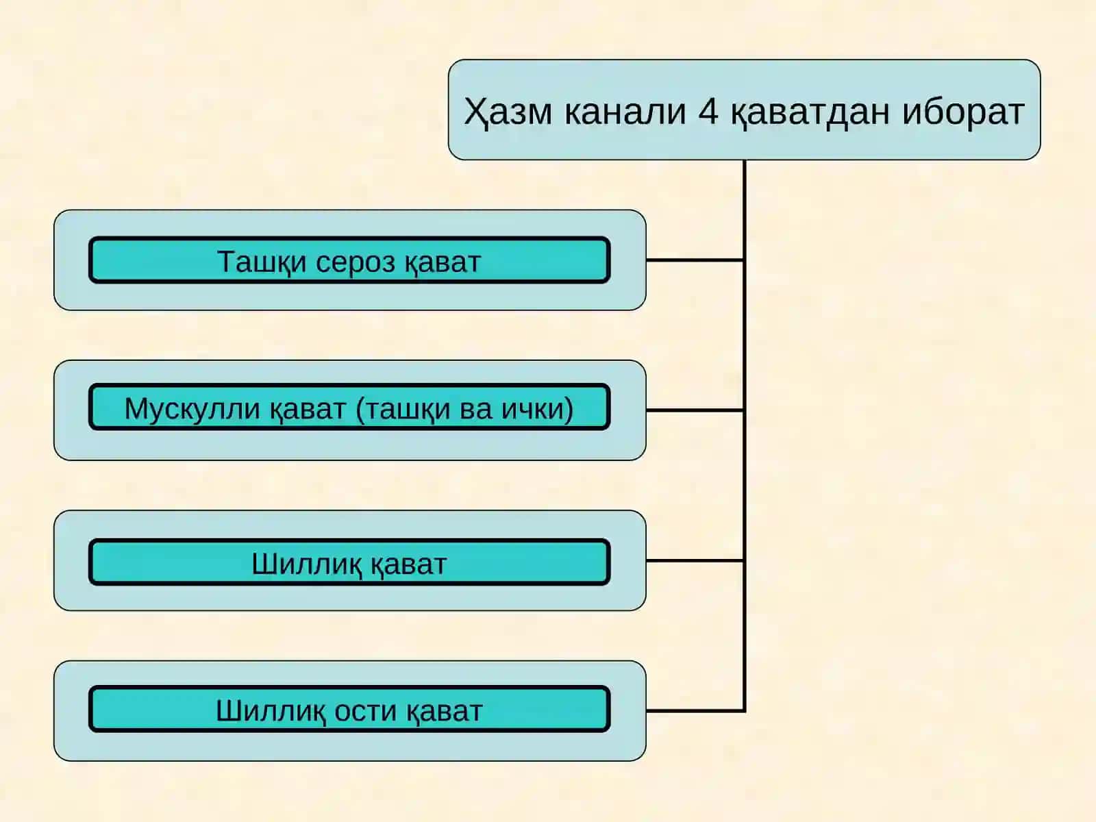 Ҳазм тизимининг умумий тузилиши 2