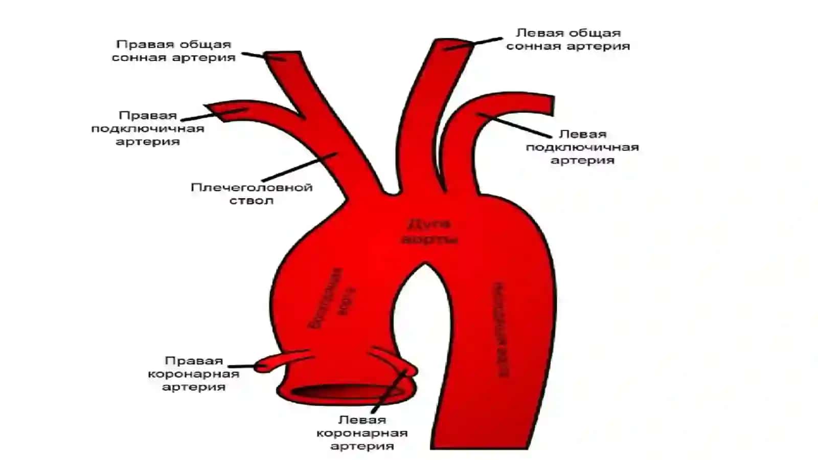 Qo‘l arteriyalari. Ko‘krak va qorin aortasi. Oyoqning qon bilan ta’minlanishi 2