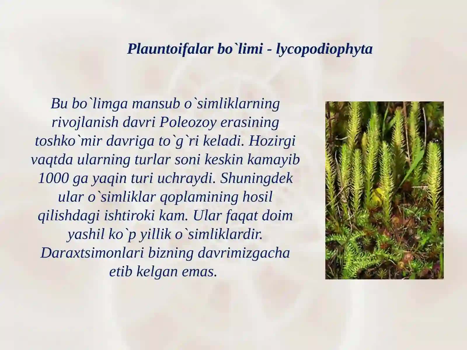 Plauntoifalarbo`limi-lycopodiophyta 2
