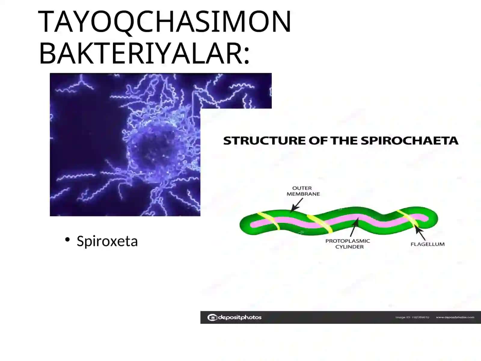 Sporoxetalarmikoplazmalarxlamidiyalarrikketsiyalaraktinomisetlalarzamburug‘larvamorfologikstruktura 2