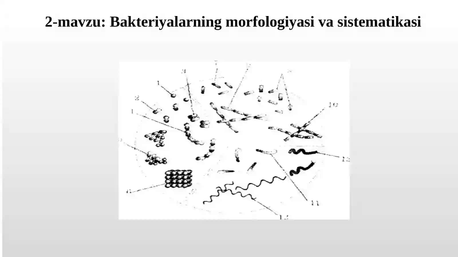Bakteriyalarning morfologiyasi va sistematikasi 2