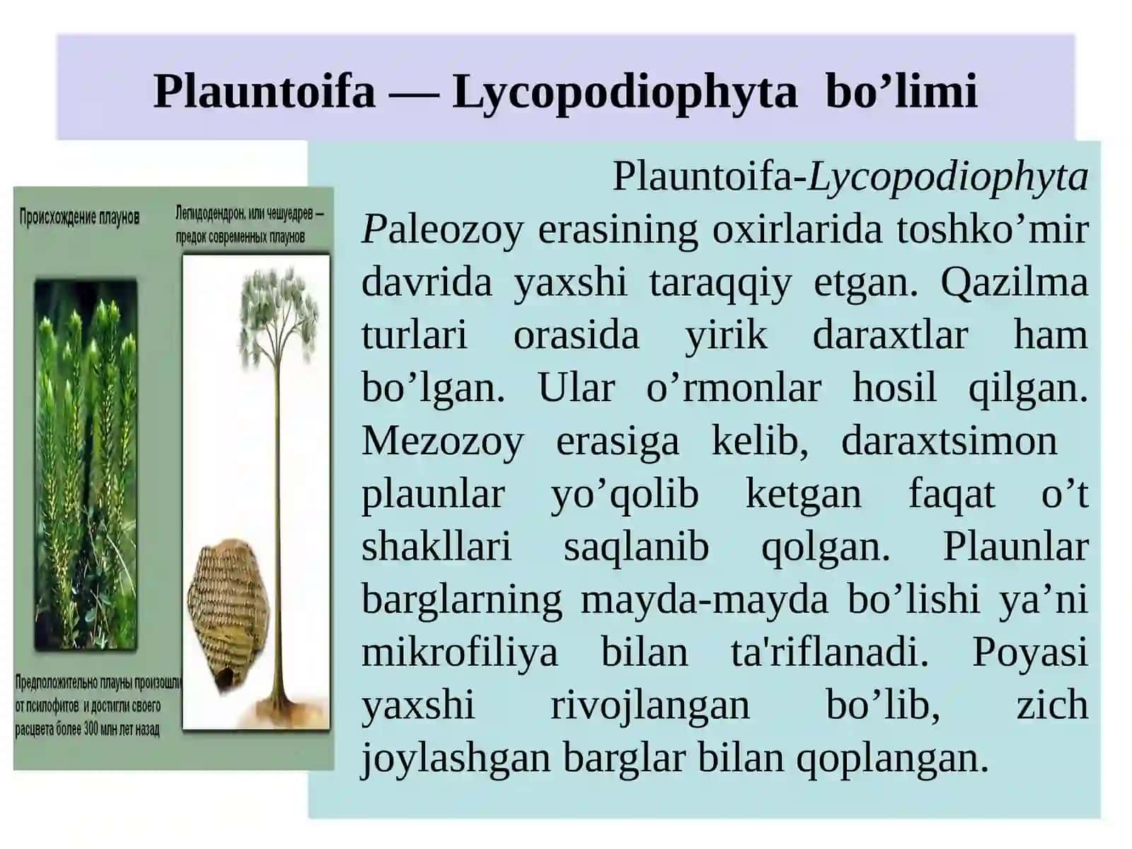 Plauntoifa — Lycopodiophytabo’limi 2