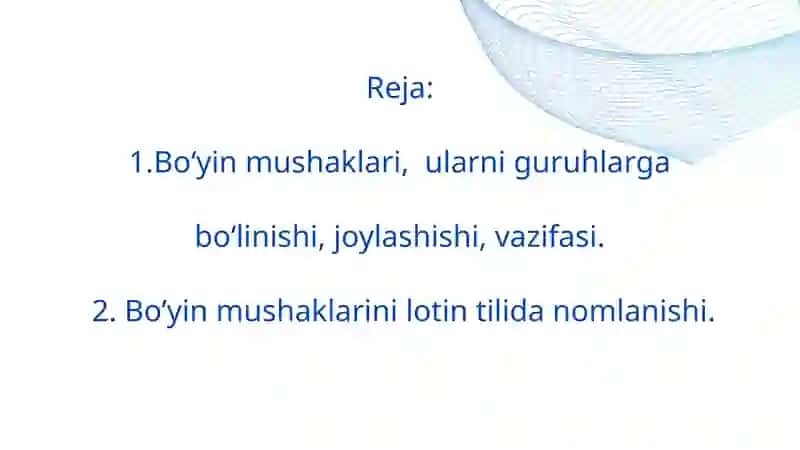 Boʻyin muskullari 2