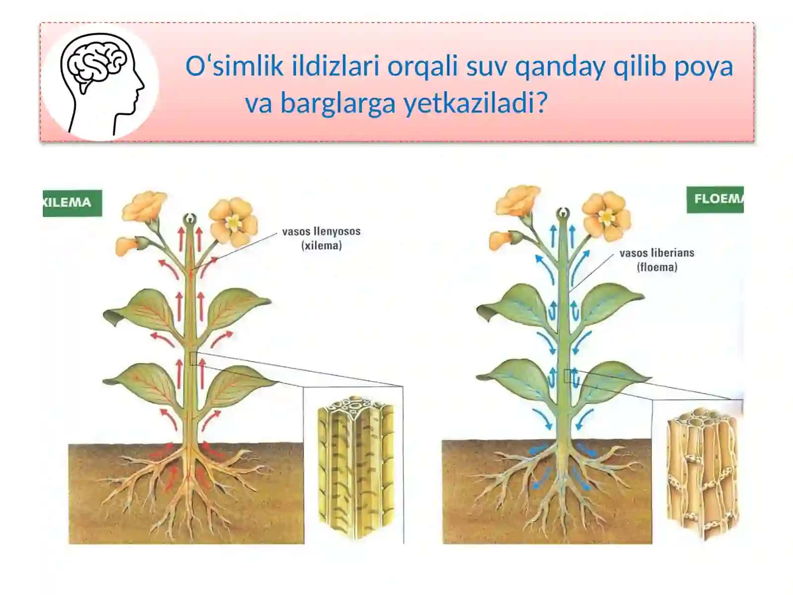 TIRIK ORGANIZMLARDA O'ZIQ MODDALAR TRANSPORTI 2