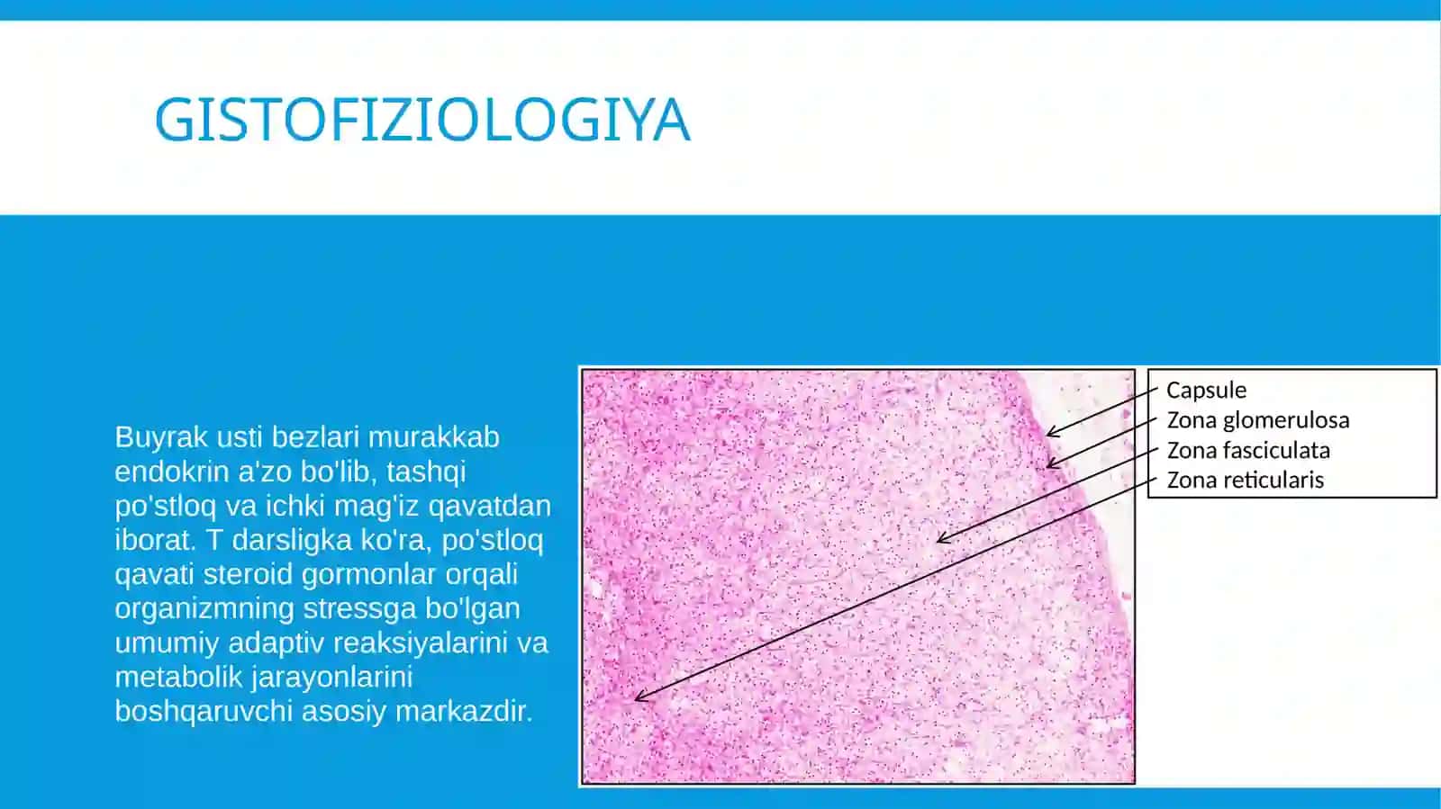 stres holatda buyrak usti bezlari po'stloq gormonlari ro'li va hujayralarining morfologik ko'rinishi 2