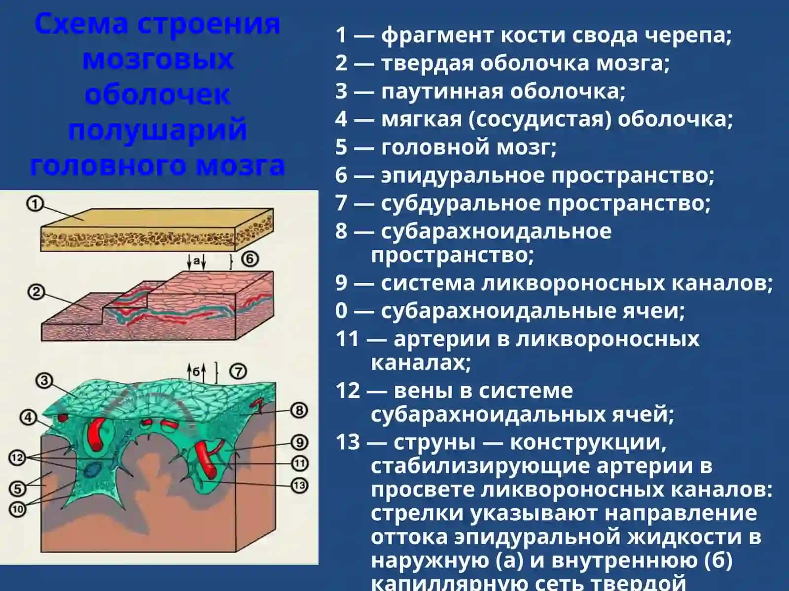 Менингиты 2