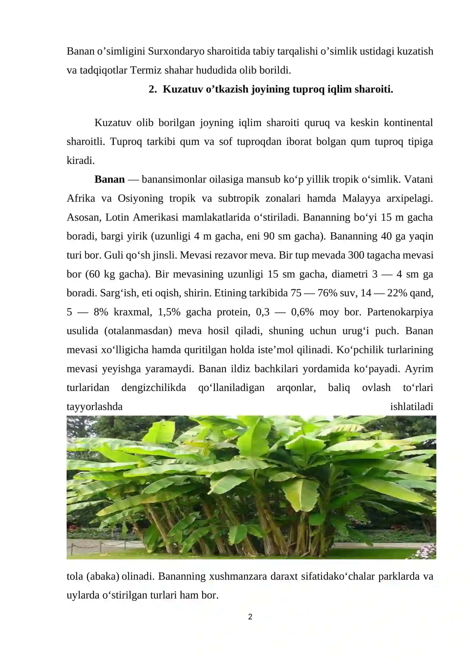 Banan o’simligining biologiyasi va ko’chatchiligi 2