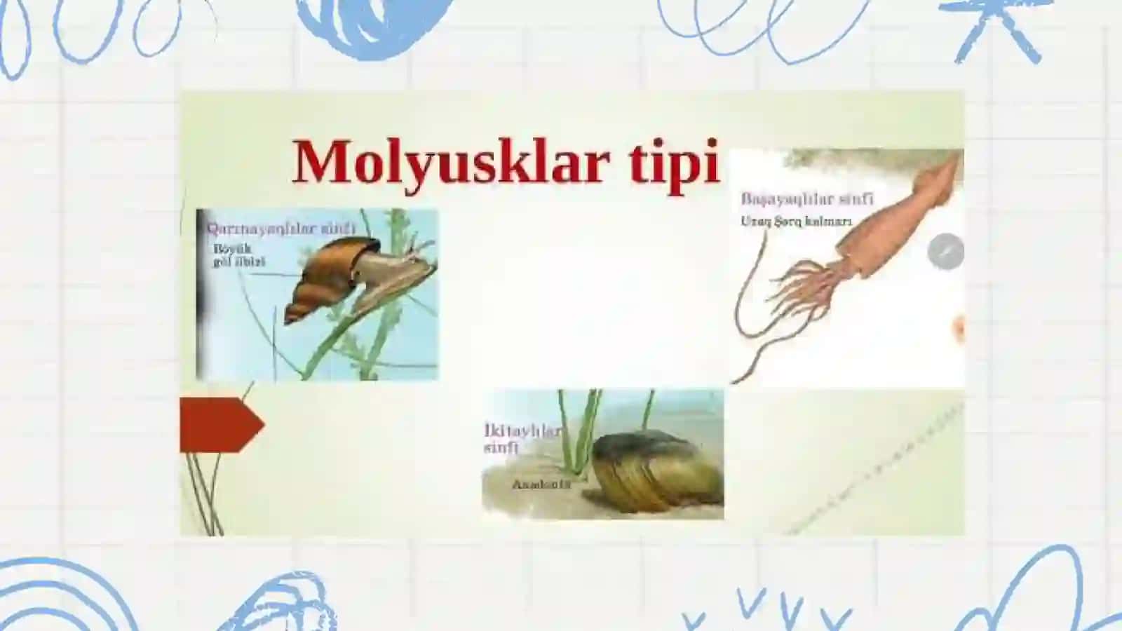 GAVDASI, ODATDA, BOSH, TANA VA OYOQ BOʻLIMLARIDAN IBORAT 2