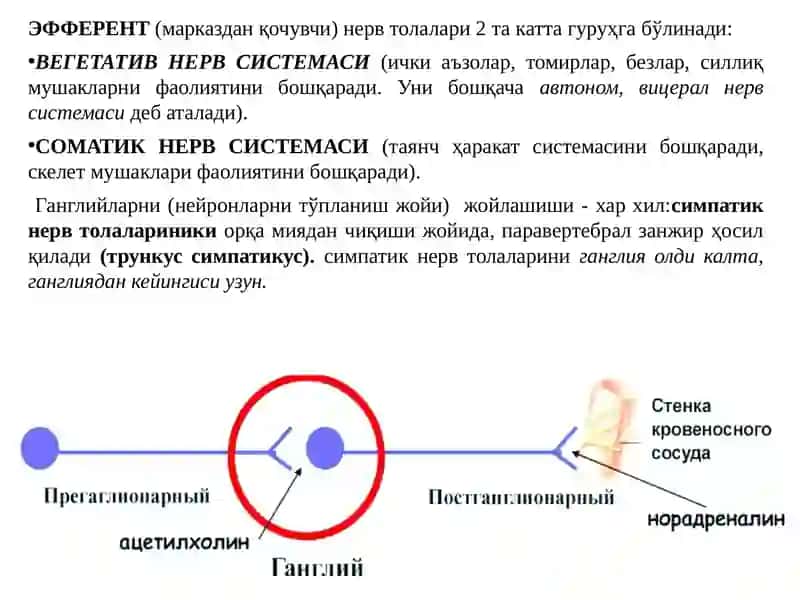 Эфферент иннервация. Холинергик синапсларга таъсир этувчи дори воситалар, 2