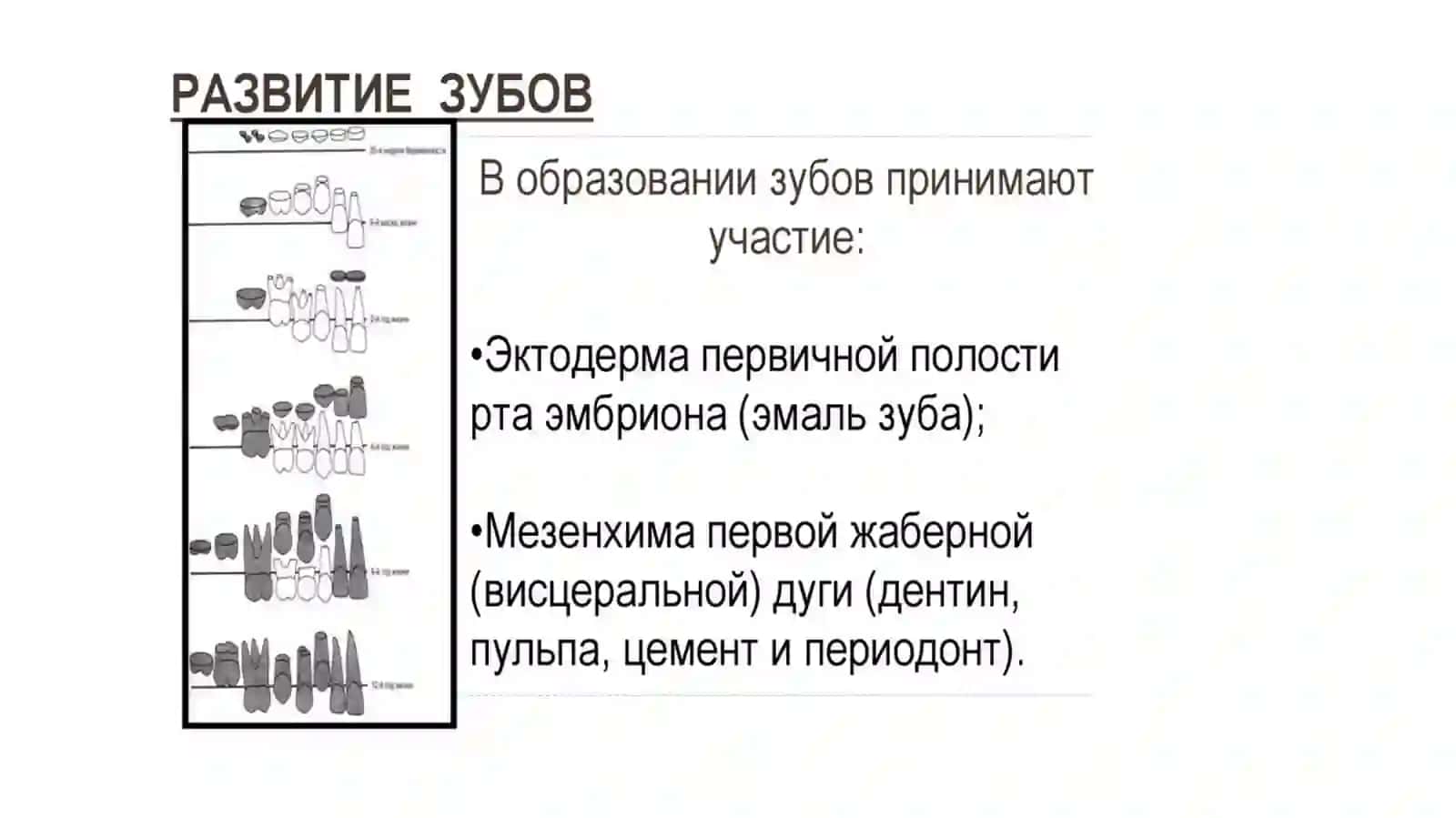 Общая анатомия зубов. Развитие зубов. Зуб как орган 2