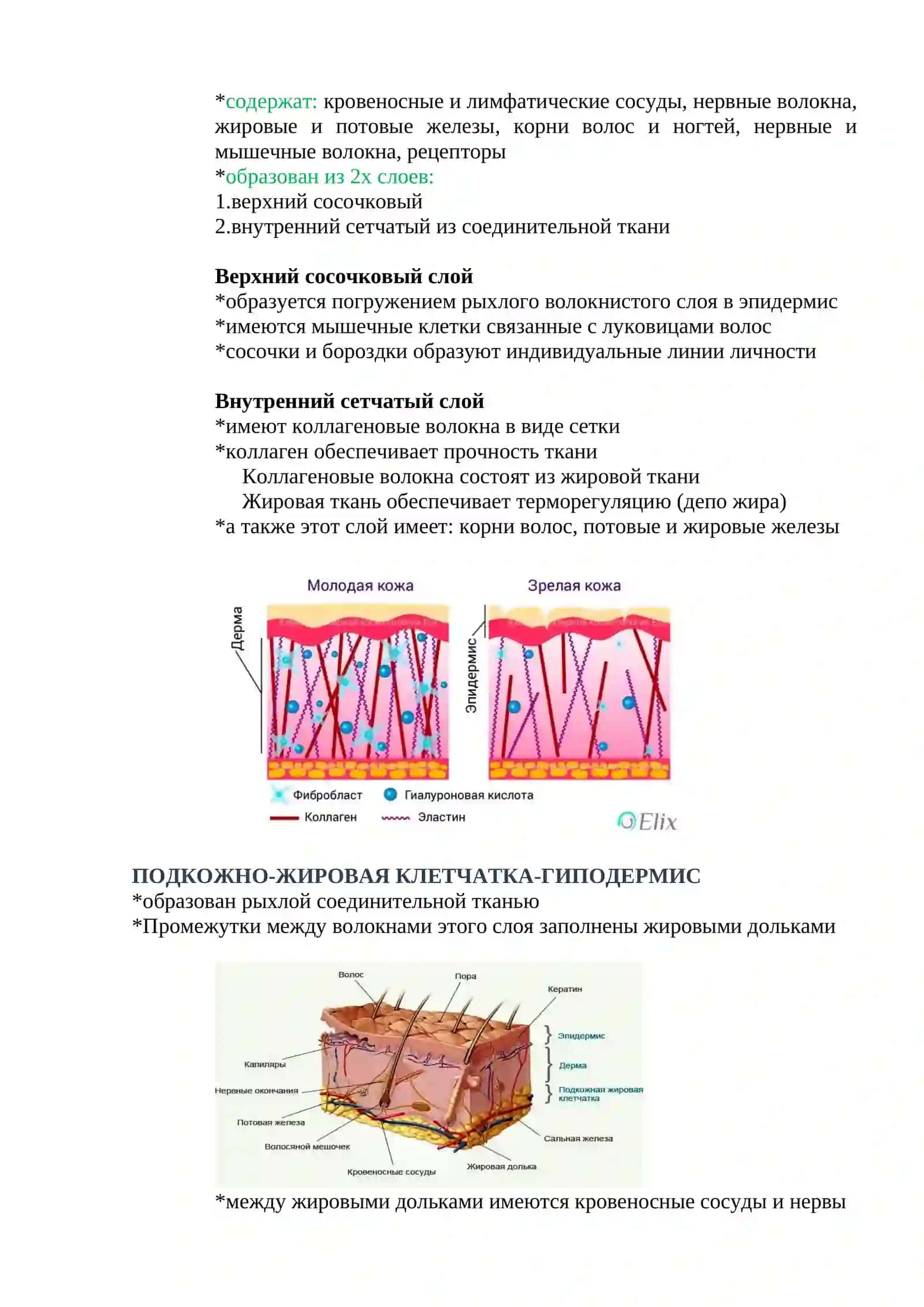 УРОК.10 КОЖА И МОЧЕВЫДЕЛИТЕЛЬНАЯ СИСТЕМА 2