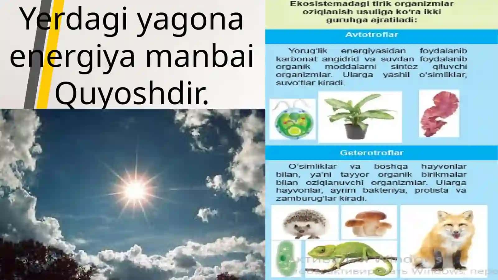 Ekosistemalarda energiya oqimi 2