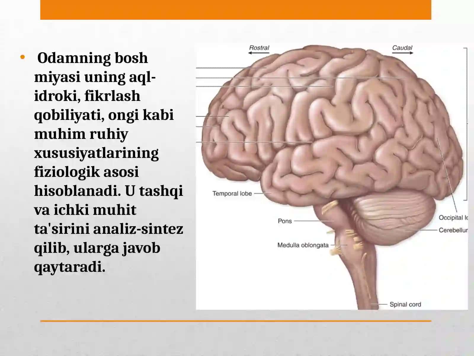 Bosh miya darstaqdimoti 2