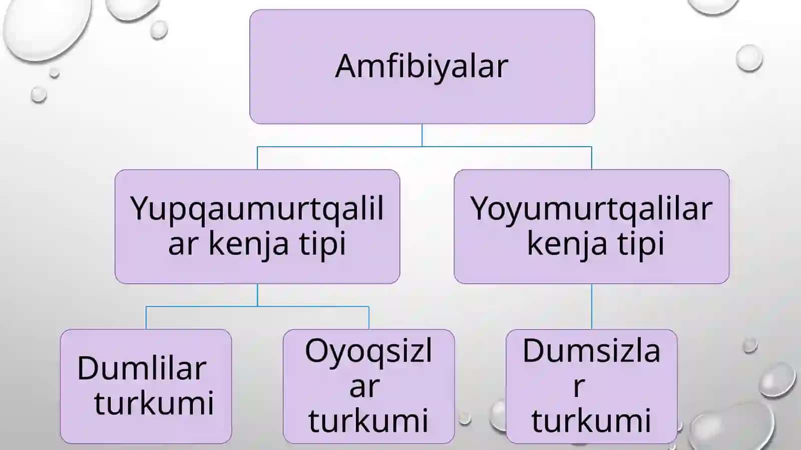Ko’l baqasining skeleti, tashqi va ichki tuzilishi 2