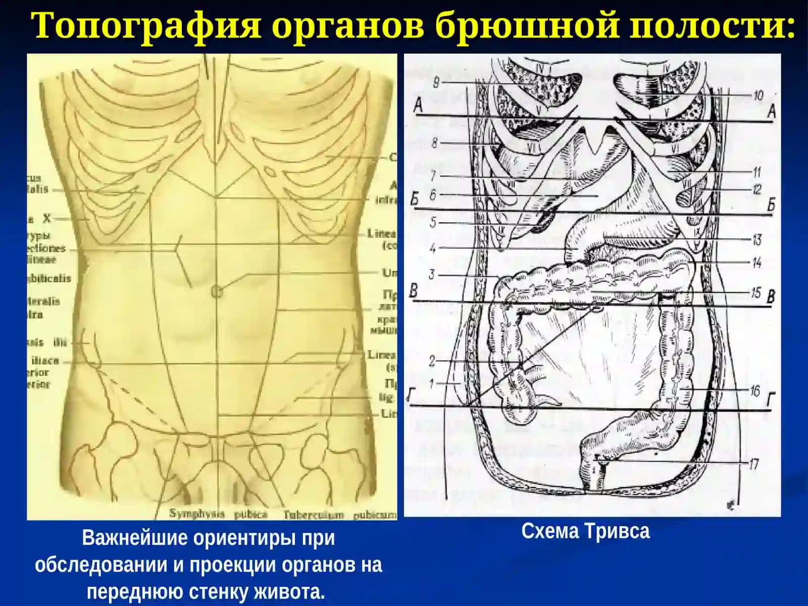 Хирургическая анатомия брюшной полости 2