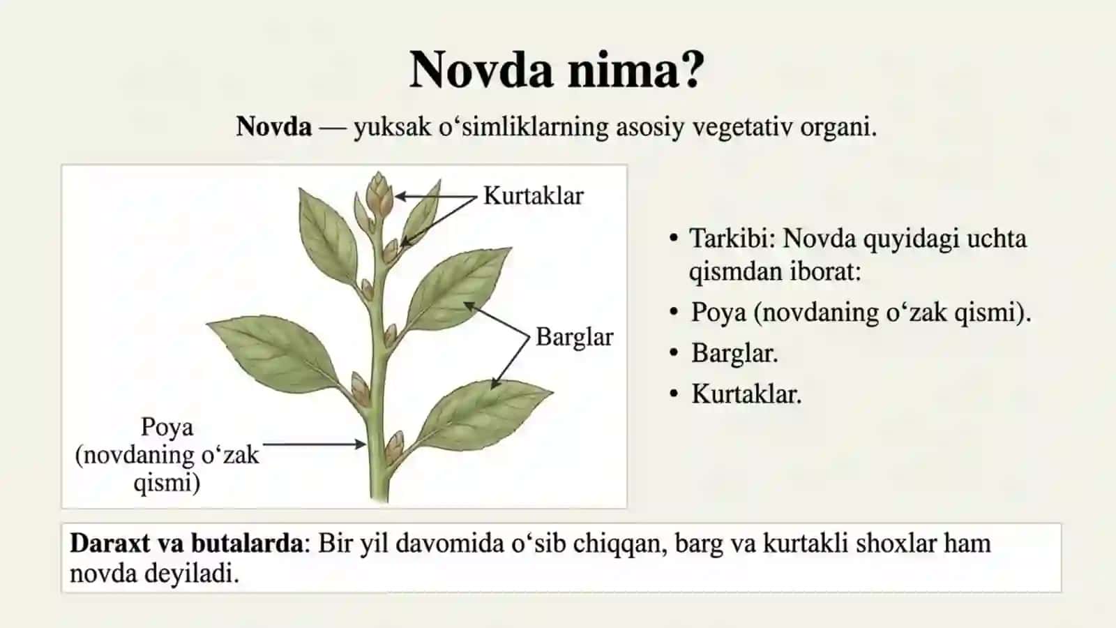Novda va uning tuzilishi 2