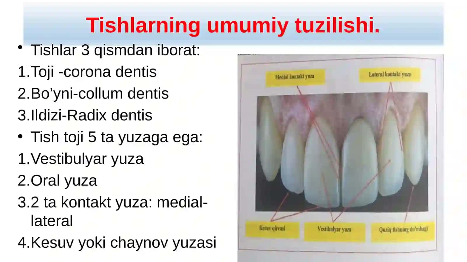 Tishlarning umumiy tuzilishi 2