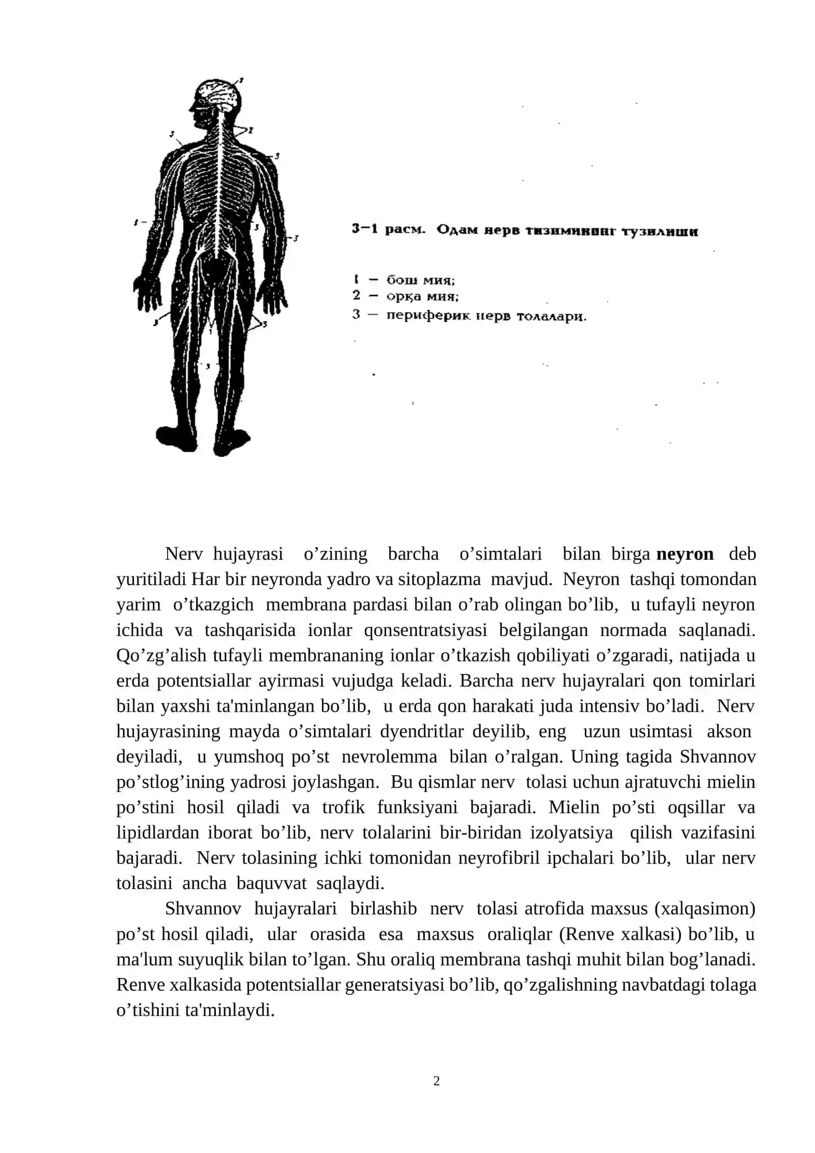 Sportchilarni asab tizimi xususiyatlari va uning rivojlanishi 2