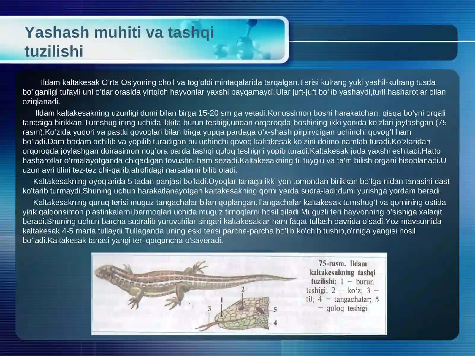 Sudralib yuruvchilar sinfi.Ildam kaltakesakning tuzilishi,ko’payishi va rivojlanishi 2
